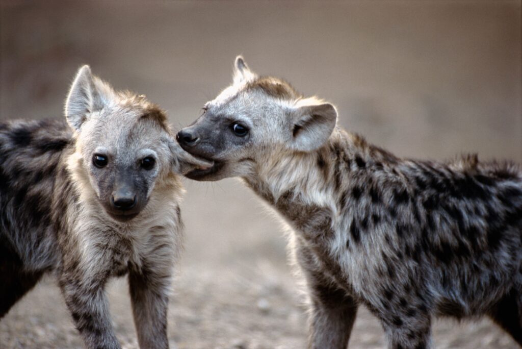 Playful Hyenas Close-Up: A Wild Encounter with Spotted Coats Wallpaper