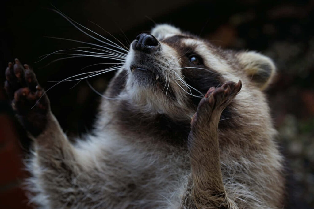 Playful Raccoon in Karate Pose: Adorable Action Shot Wallpaper