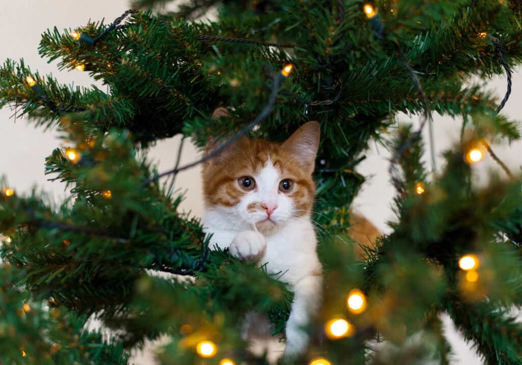 Playful Kitten Among Twinkling Christmas Tree Lights - Holiday Scene Wallpaper