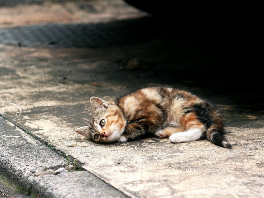 Playful Kitten Wallpaper: Curiosity on a Concrete Background