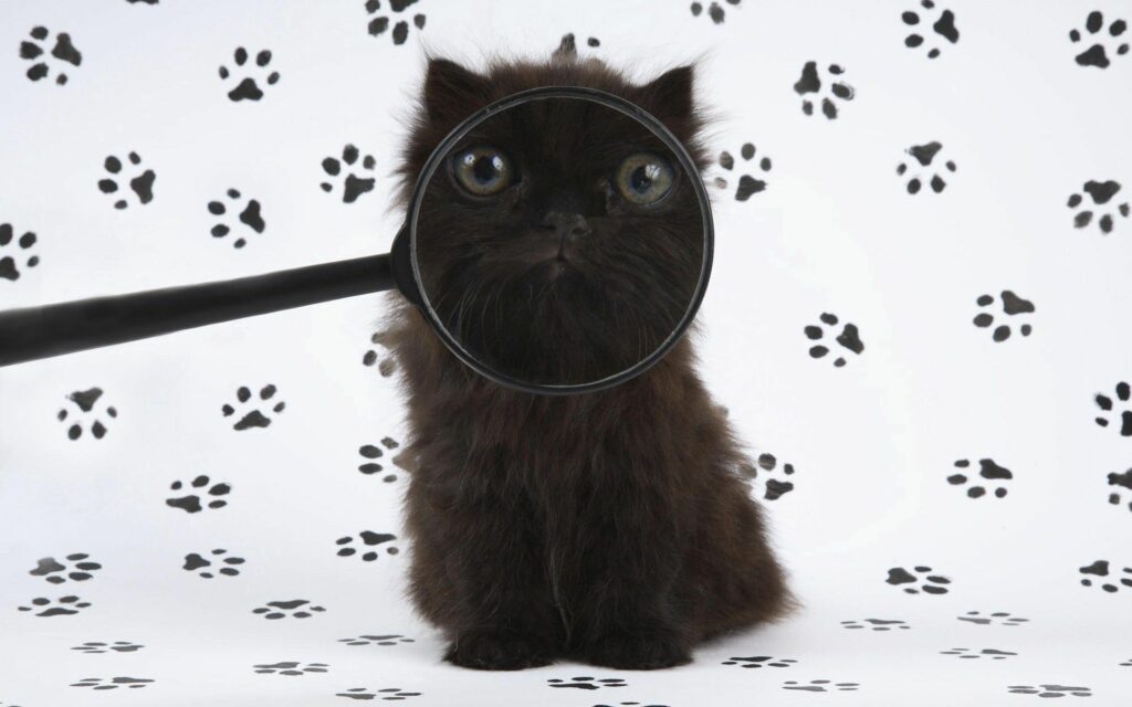 Fluffy Kitten Wallpaper: Playful Design with Paw Prints & Magnifying Glass