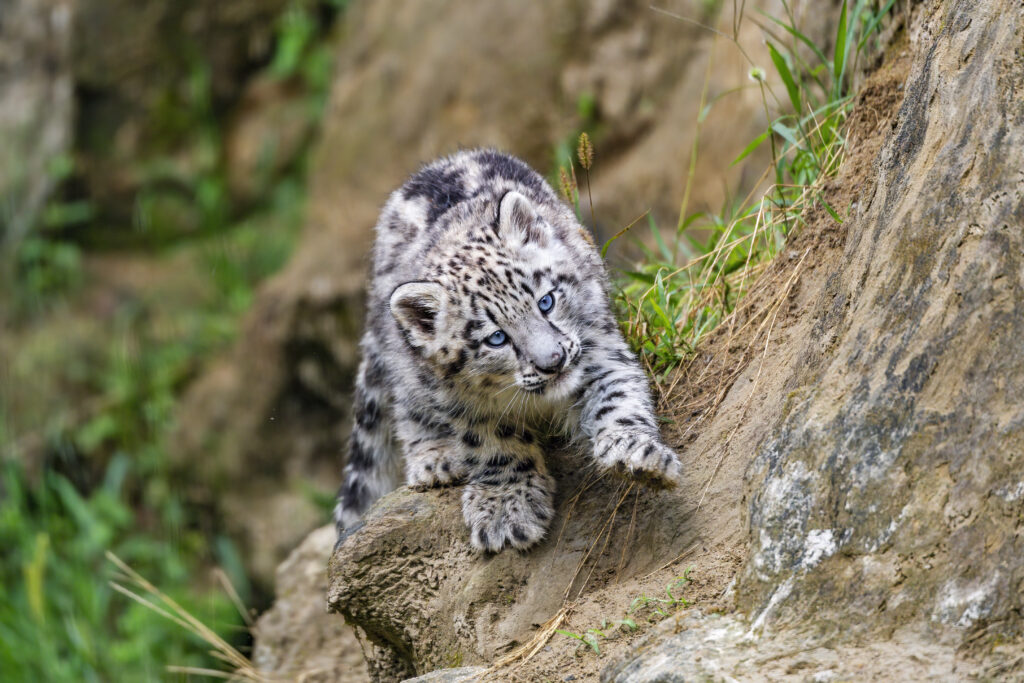 Graceful Kitten Resembles Irbis on Rocky Terrain - Lush Greenery Wallpaper