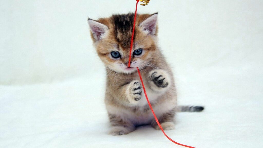 Adorable Kitten Playing with Red Thread - Soft Wallpaper Background