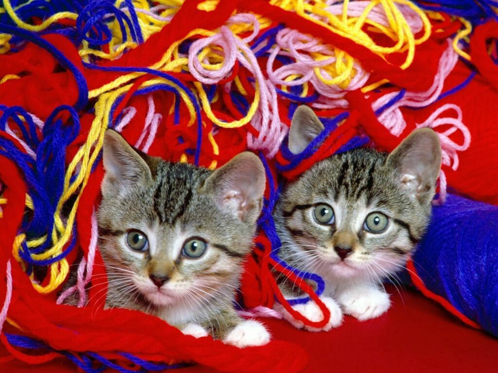 Adorable Kittens Playfully Nestled in Colorful Threads Background Wallpaper