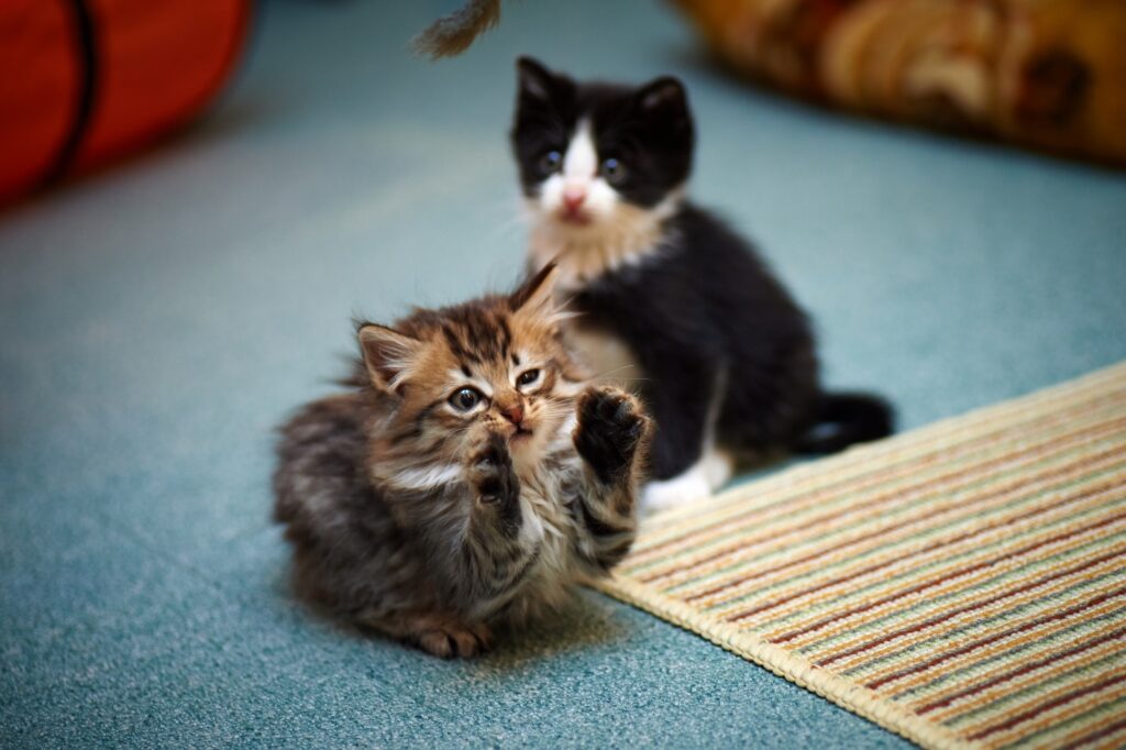 Adorable Kittens Play on Soft Blue Carpet - Cute Pet Wallpaper
