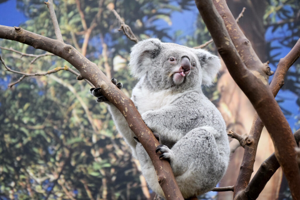 Playful Koala on Tree Branch with Lush Green Background Wallpaper