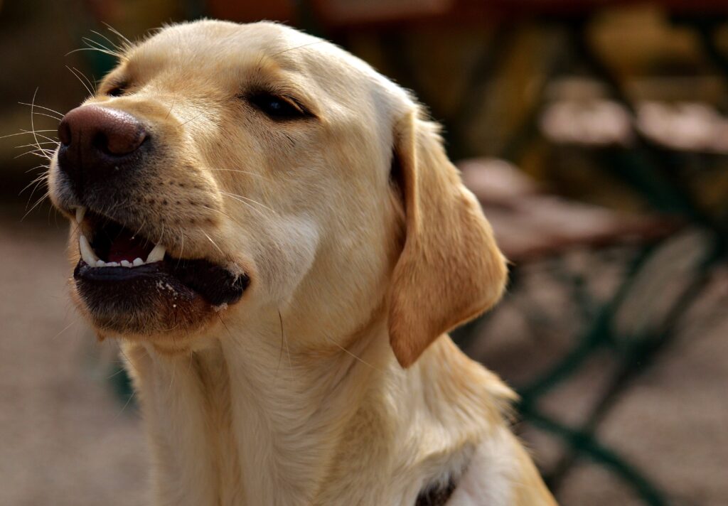 Playful Labrador Retriever Muzzle Close-Up Wallpaper Joyful Moment