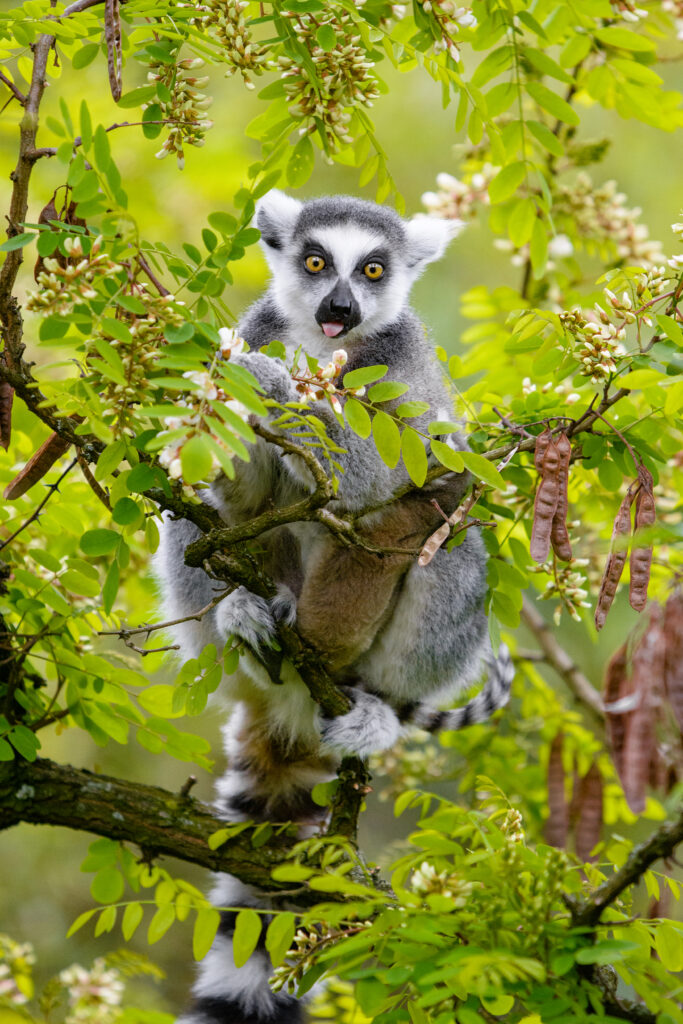 Playful Lemur Wallpaper: Humorous Jungle Scene with Green Leaves