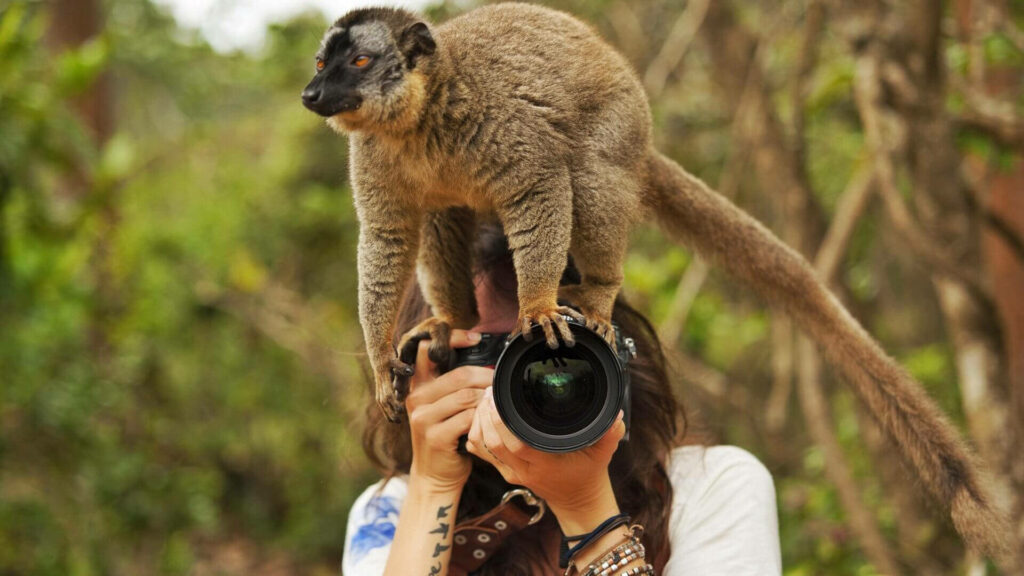 Whimsical Lemur and Camera: Nature Meets Technology in a Lush Forest Wallpaper