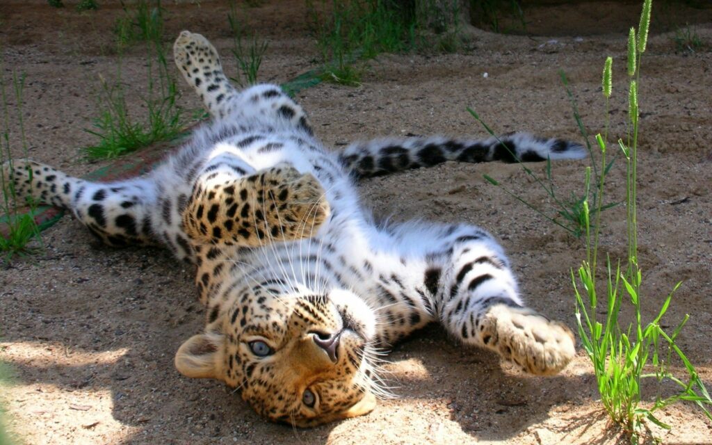 Playful Leopard Cub Tumbles in Sand - Fun Wildlife Wallpaper