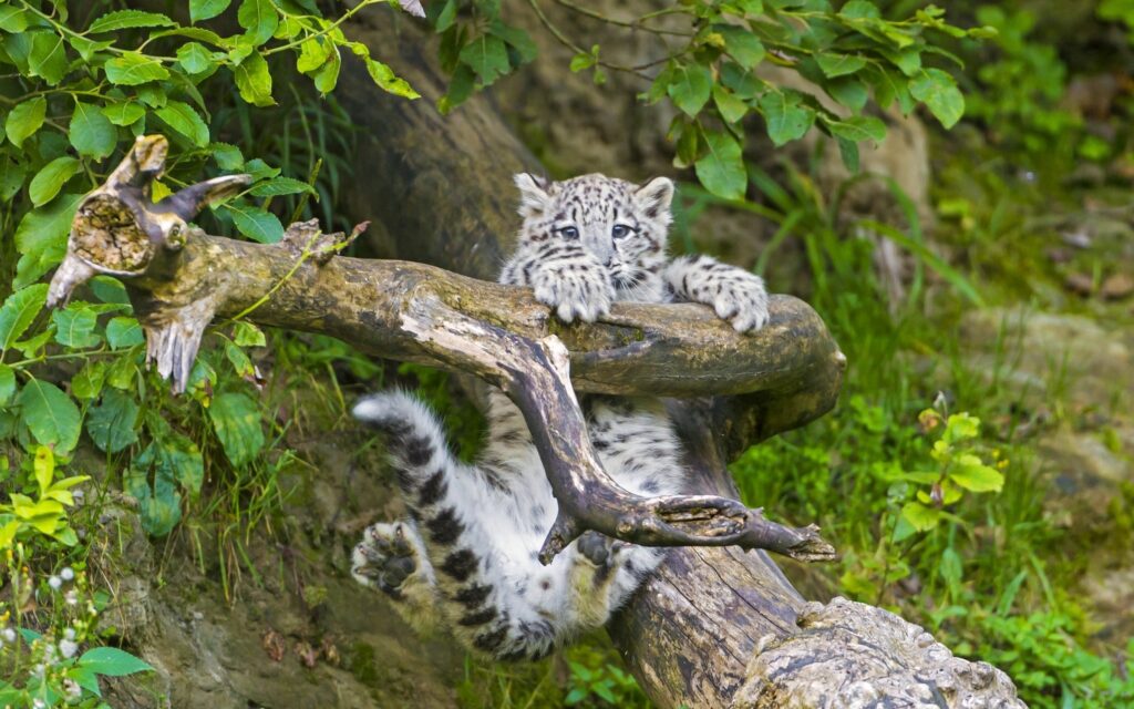 Playful Leopard Cub on Tree Branch: Lush Greenery Wallpaper