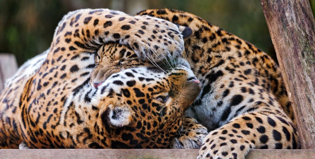 Playful Leopards in Tender Interaction - Stunning High-Res Wallpaper