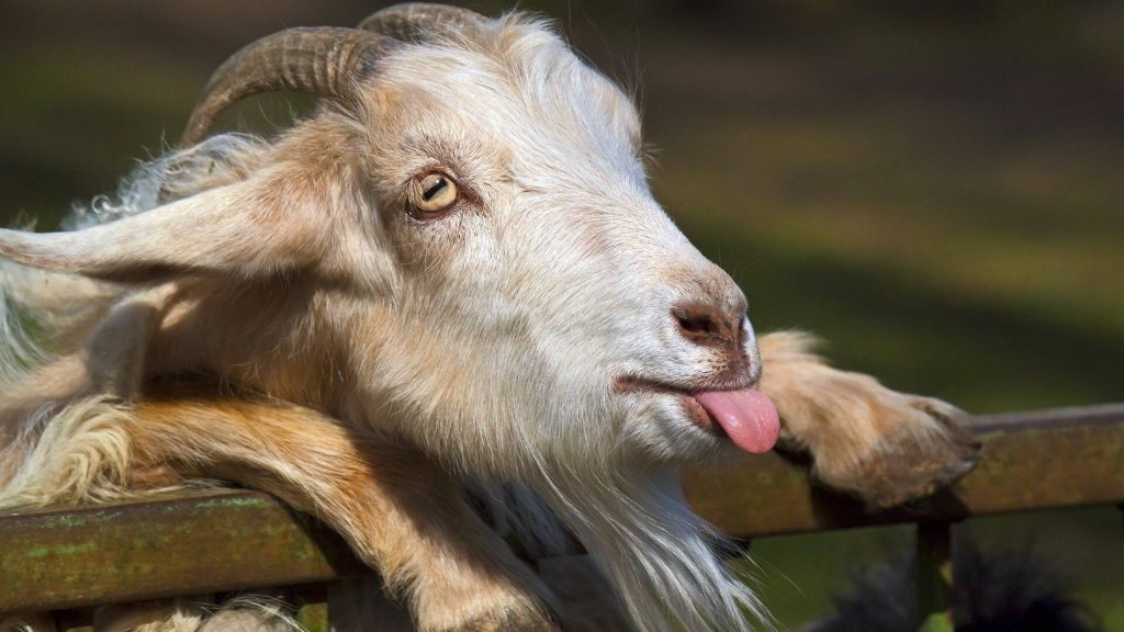 Close-up of light-furred goat sticking tongue out resting on fence with blurred green background Wallpaper