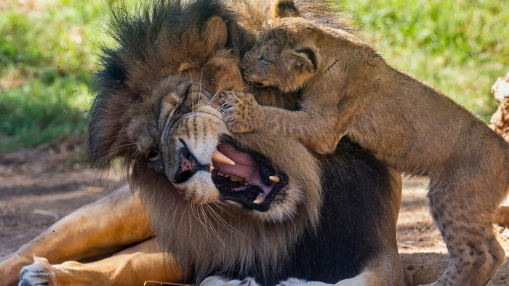 Playful Lion and Cub: Tender Moment in Natural Setting Wallpaper