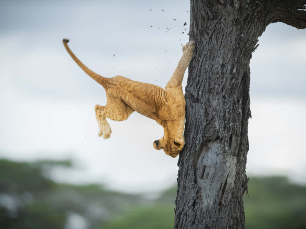 Playful Lioness Upside Down: A Fun Moment in Nature Wallpaper