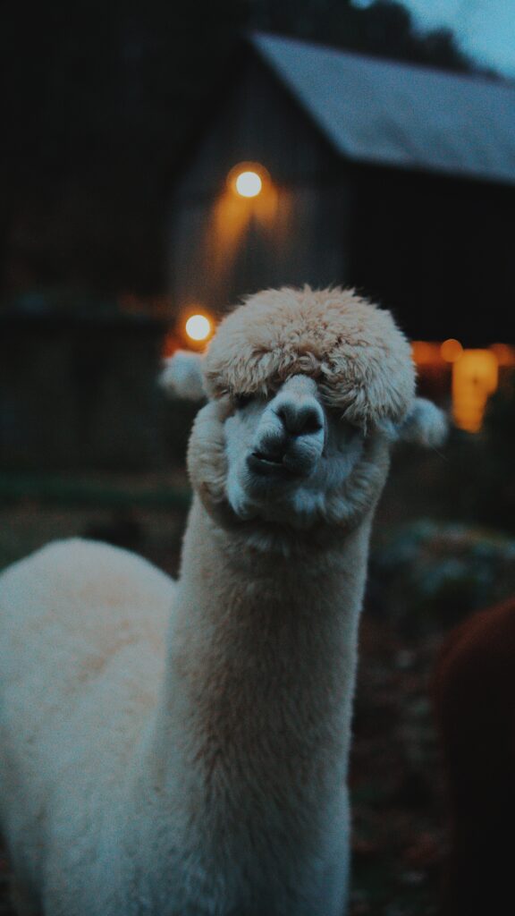 Playful Llama Close-Up Wallpaper with Barn Background