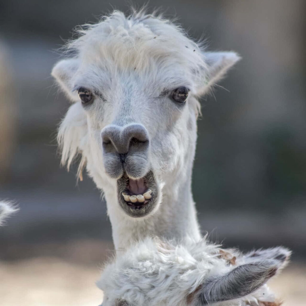 Playful Llama Wallpaper: Humorous Expression in Nature Background