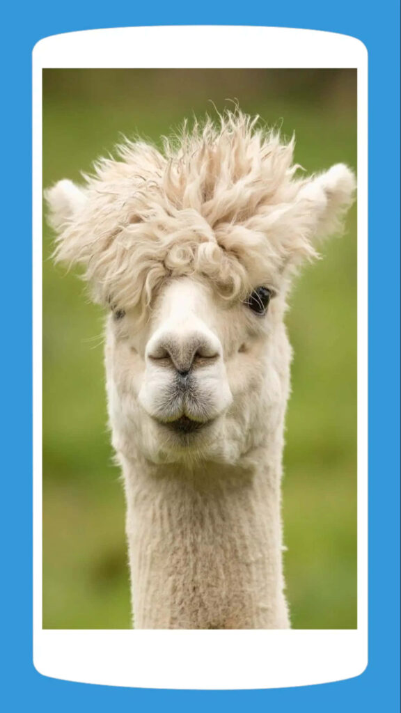 Whimsical Fluffy Llama Wallpaper with Green Background - Quirky Fun