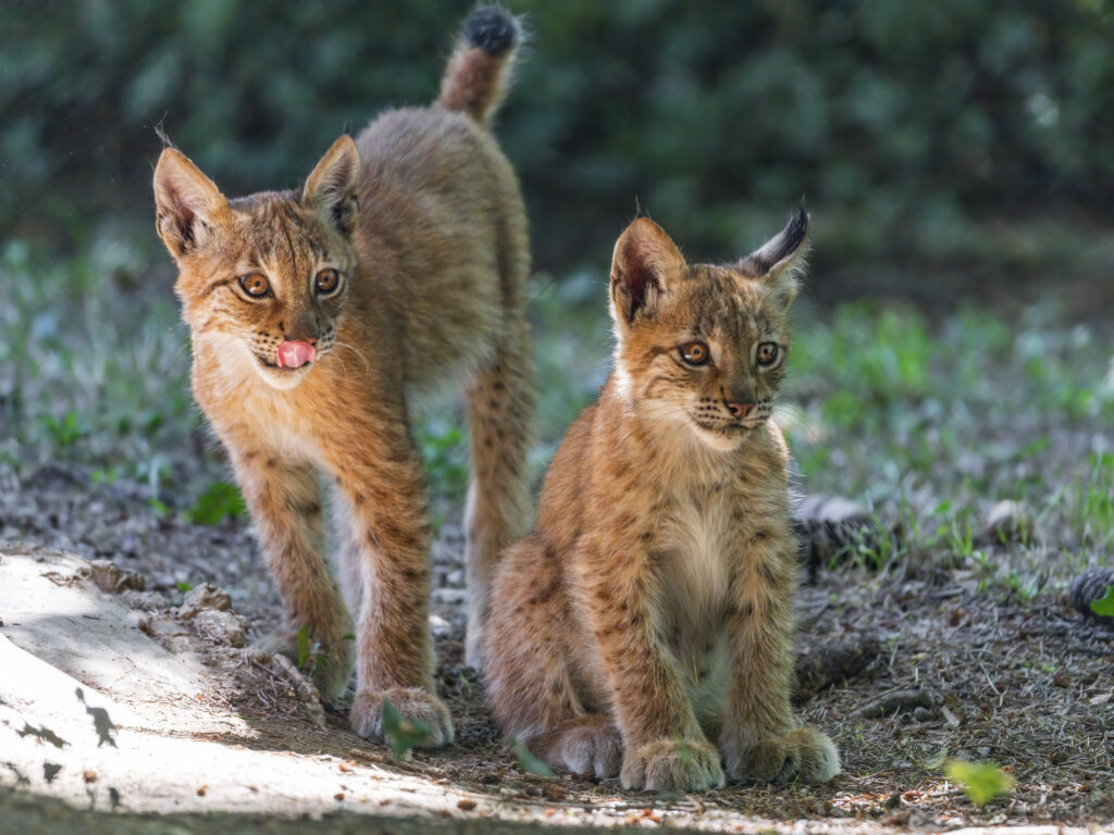 Playful Lynx Kittens Wallpaper: Curious Nature in Natural Background