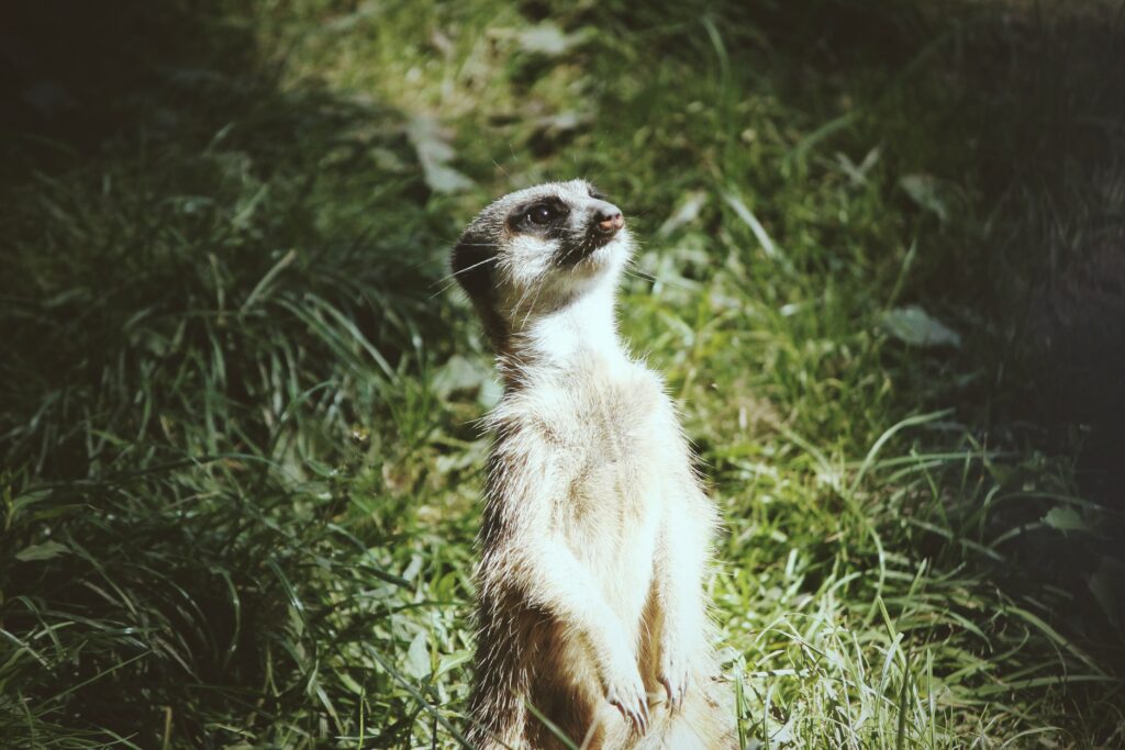 Playful Meerkat in Lush Green Grass - Humorous Wallpaper Background