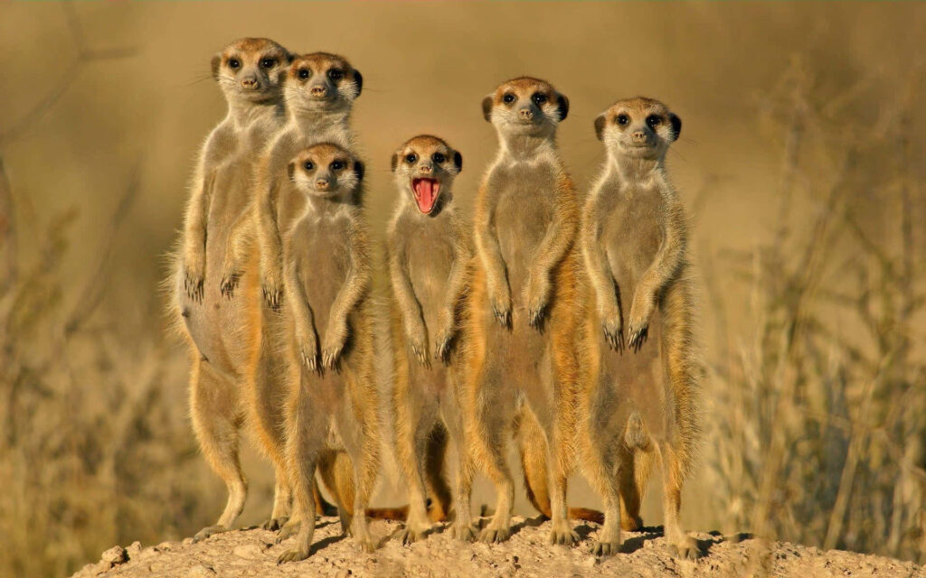Playful Meerkat Wallpaper: Humorous Scene with Tongue-Out Charm