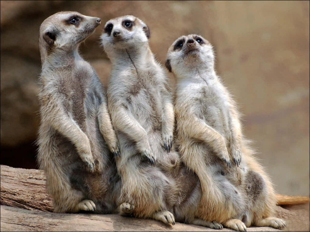 Curious Meerkats Wallpaper: Playful Creatures on a Log