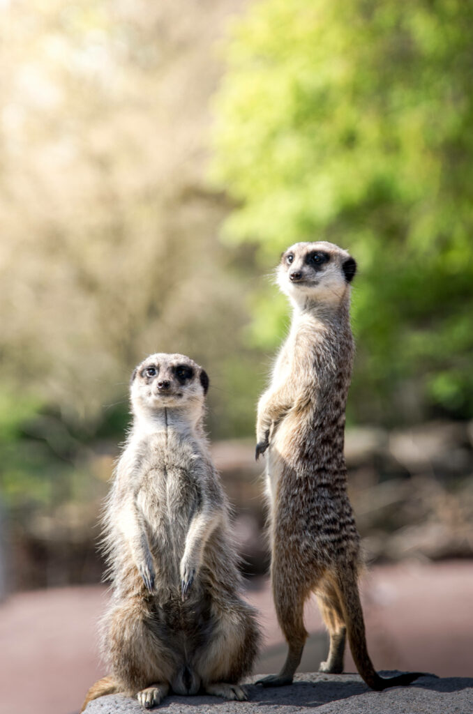 Playful Meerkats Wallpaper: Lively Scene in Sunlit Greenery