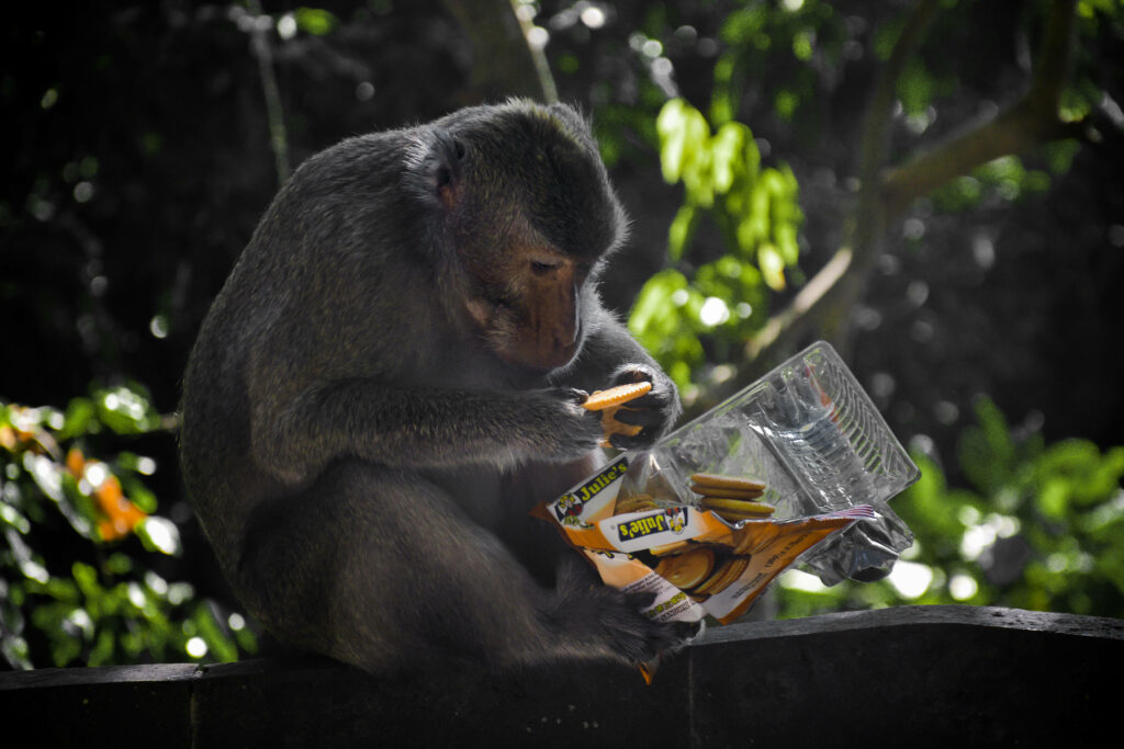 Playful Monkey Examines Snack Package in Lush Greenery Background Wallpaper