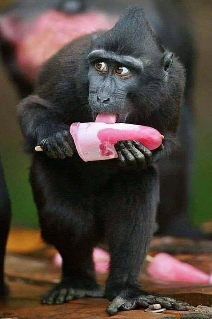 Playful Monkey Enjoying Popsicle - Fun and Mischievous Wallpaper