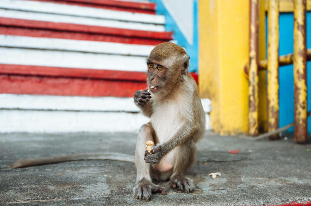 Playful Monkey with Chips on Colorful Urban Steps Wallpaper
