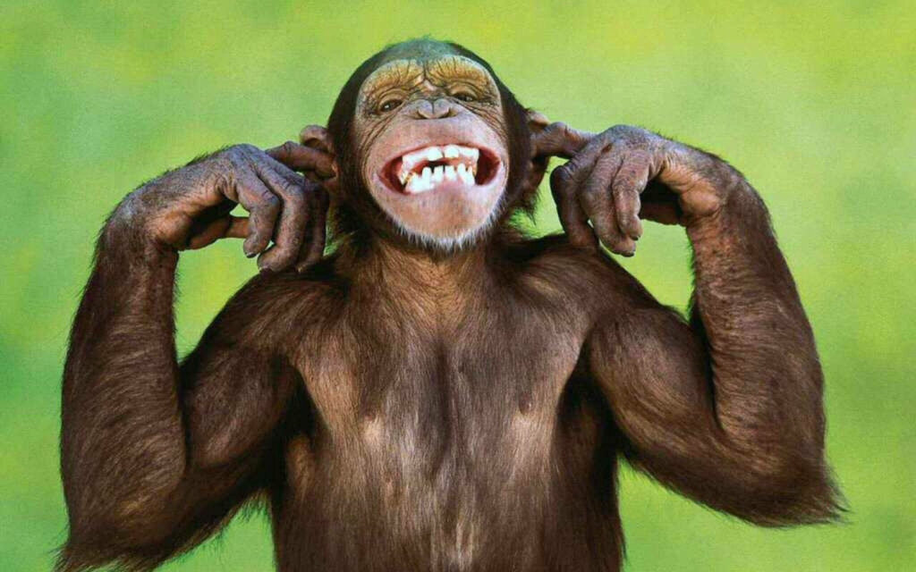 Cheerful Monkey Making Goofy Face Wallpaper on Soft Green Background