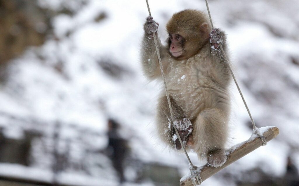 Adorable Monkey Swinging in Snowy Winter Wonderland Wallpaper