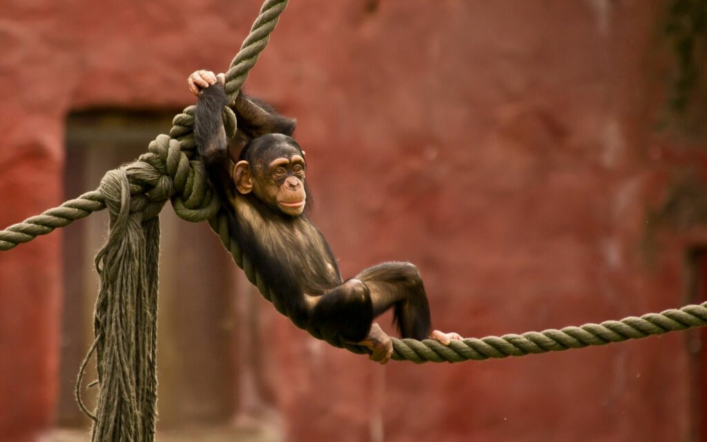 Playful Monkey Wallpaper: Rustic Red Adventure Background