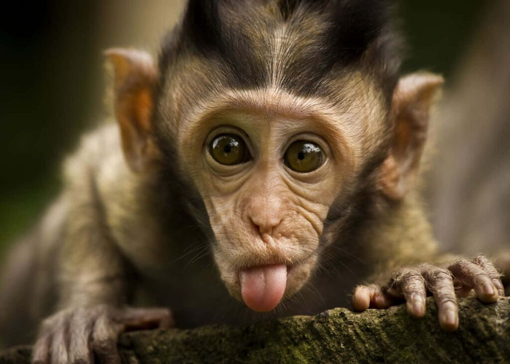 Adorable Monkey Wallpaper: Playful Design for Whimsical Backgrounds