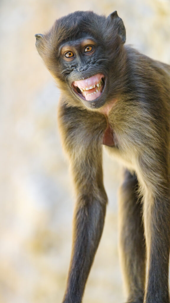 Close-Up of a Playful Monkey Smiling - Fun Wallpaper Design