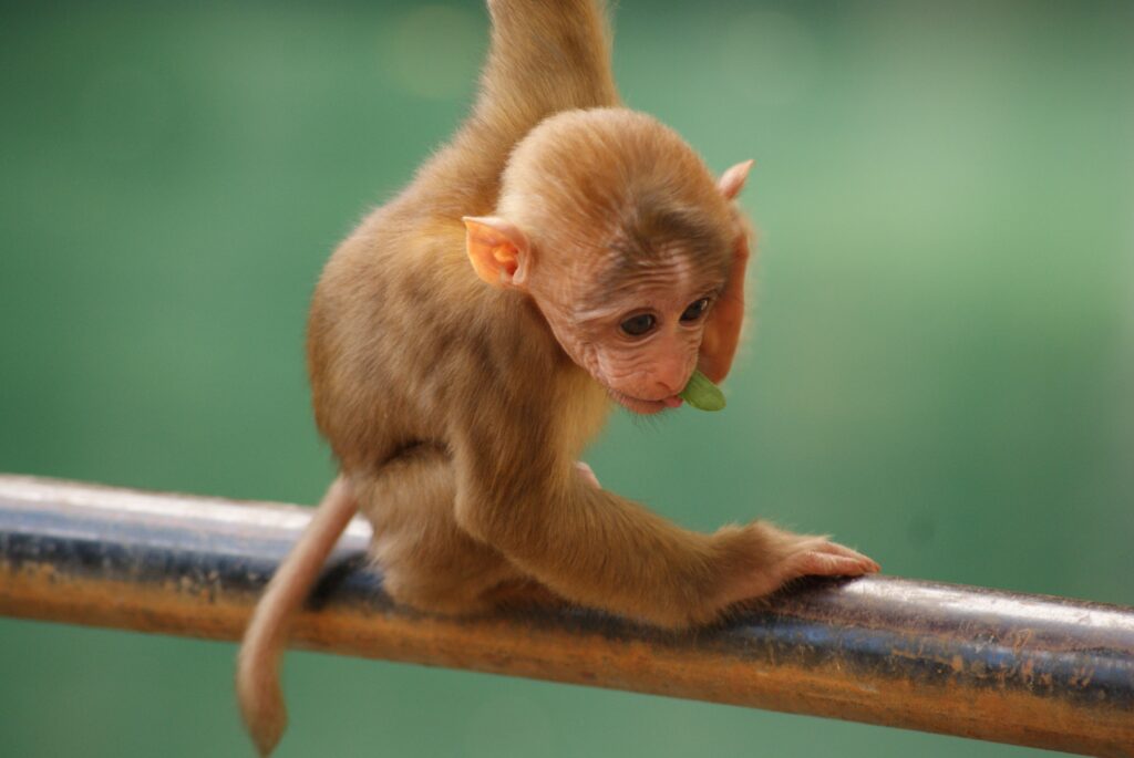 Playful Monkey Wallpaper: Cute, Fun Scene for Your Background