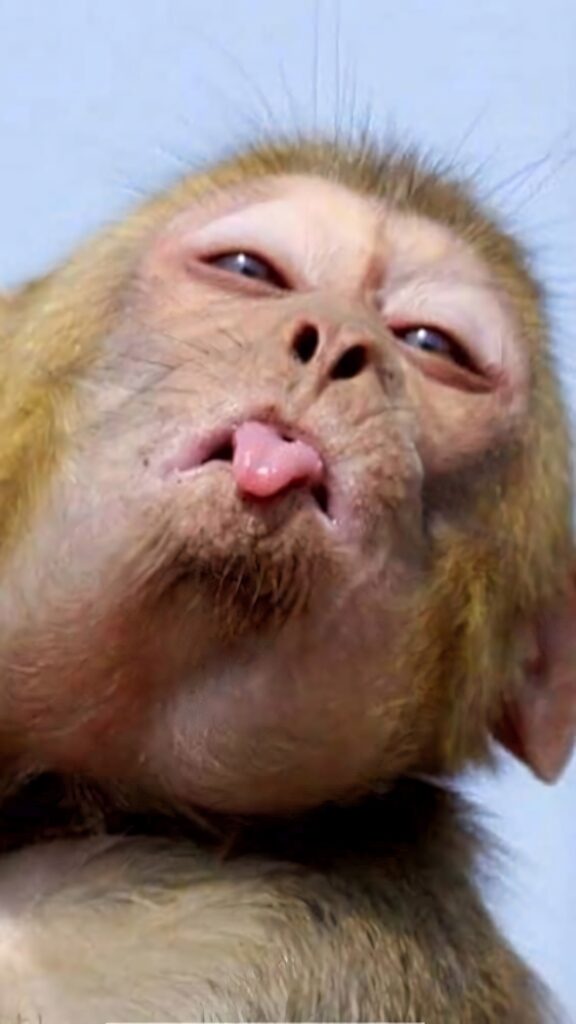 Cheeky Monkey Close-Up Wallpaper: Perfect Playful Profile Pic!
