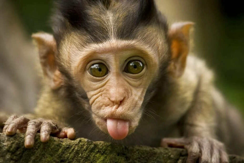 Playful Monkey Wallpaper: Humorous, Lighthearted Background for Smiles