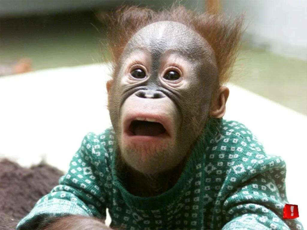 Cheerful Young Monkey in Green Sweater - Playful Wallpaper