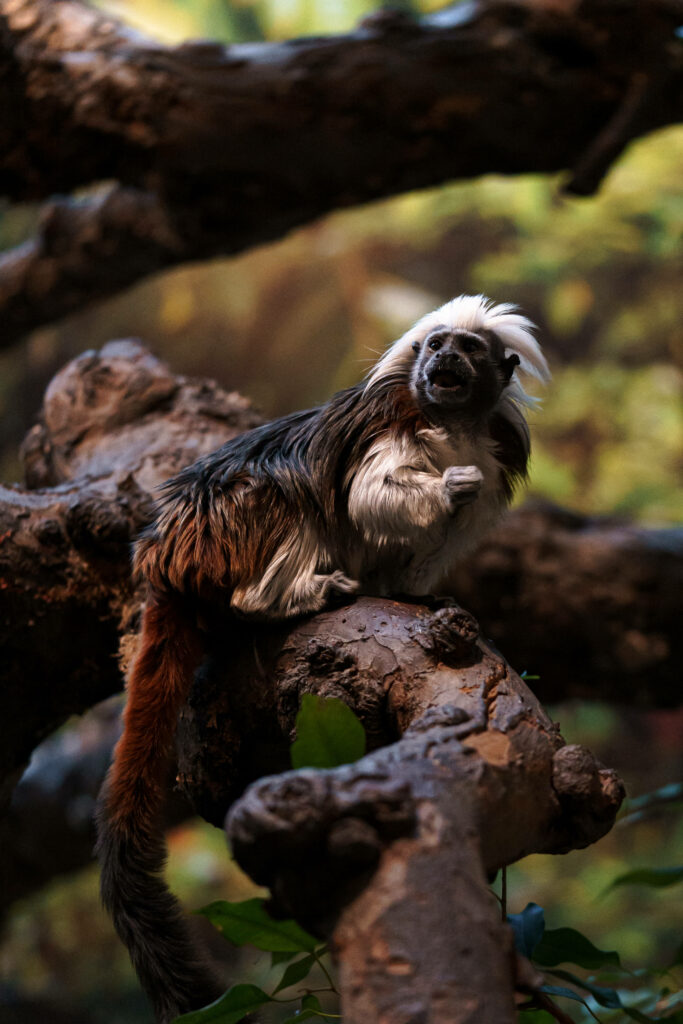Playful Monkey on Tree Branch: Engaging Nature Wallpaper