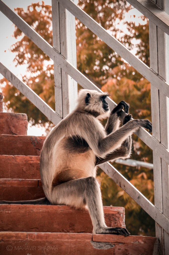 Playful Monkey on Stairs: Rustic Wallpaper with Earthy Tones