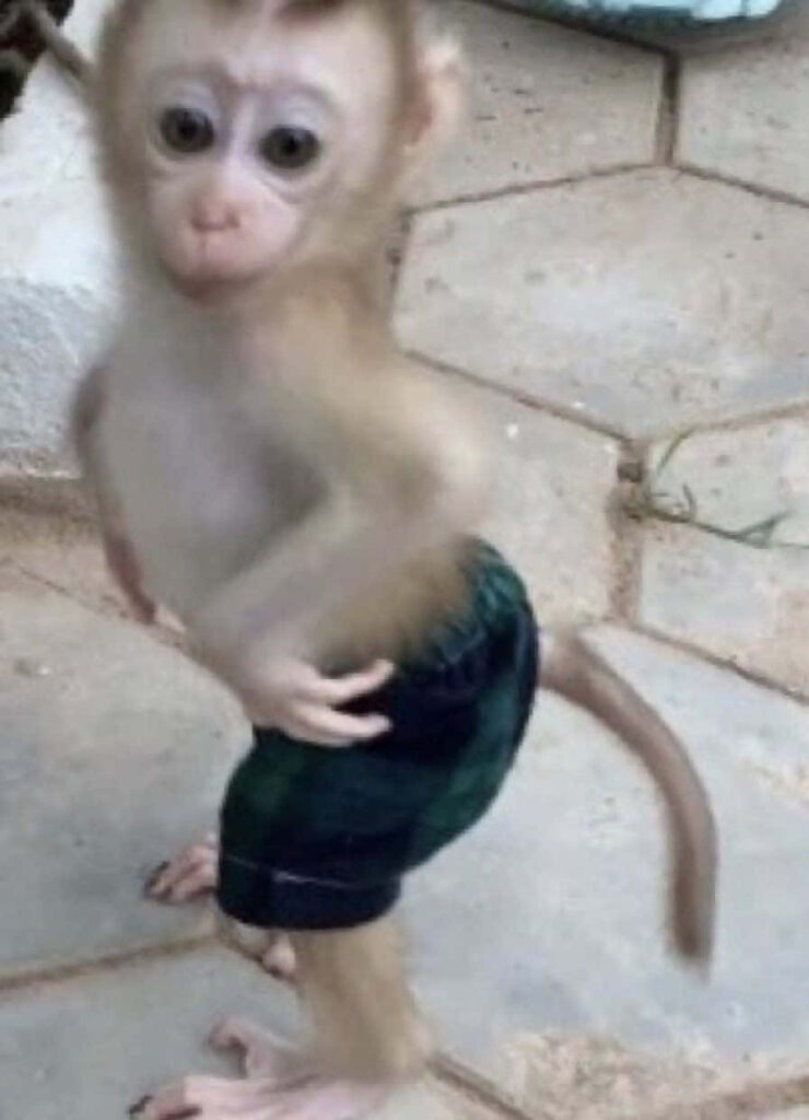Whimsical Monkey in Tiny Shorts: Playful Wallpaper Background