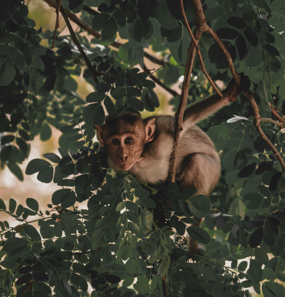 Playful Monkey in Lush Moringa Tree: Vibrant Green Wallpaper