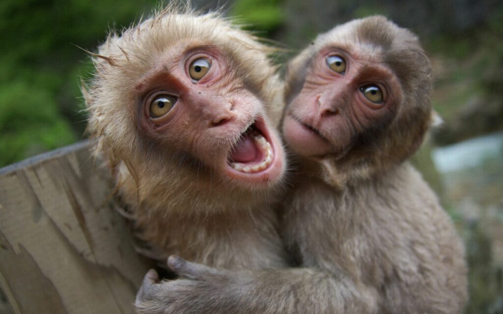 Playful Monkeys in Lively Moment with Blurred Green Background Wallpaper