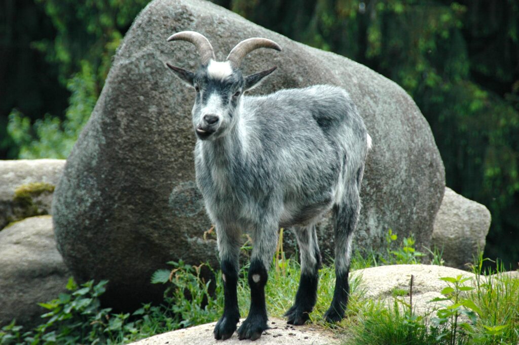 Playful Mountain Goat on Rocky Terrain: Humorous Nature Wallpaper