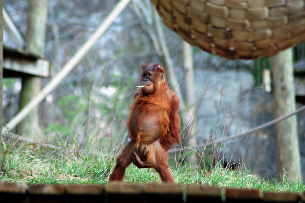 Playful Orangutan in Nature: Humorous Wild Wallpaper Background