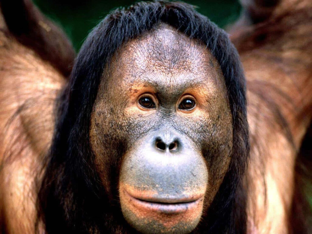 Playful Orangutan Wallpaper: Lively Nature Against Green Background