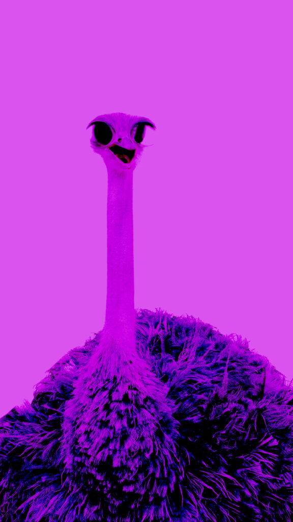 Playful Ostrich Wallpaper: Quirky Bird on Bold Magenta Background