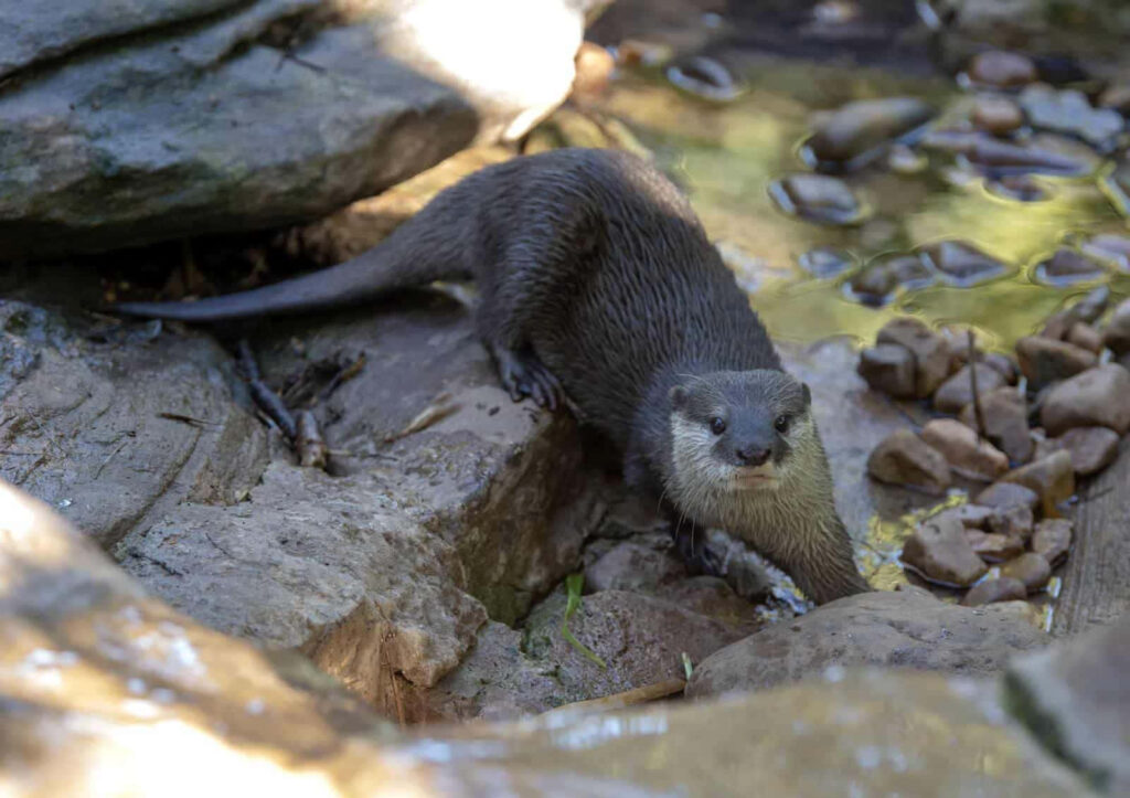 Playful Otter Zoo Wallpaper: Natural Habitat with Rocks & Stream