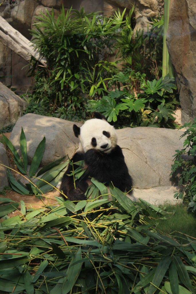 Adorable Panda in Lush Bamboo - Charming Greenery Wallpaper